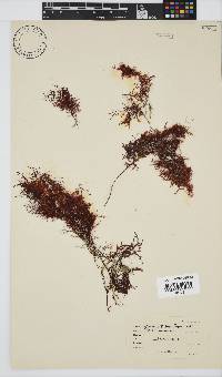 Hypnea rosea image