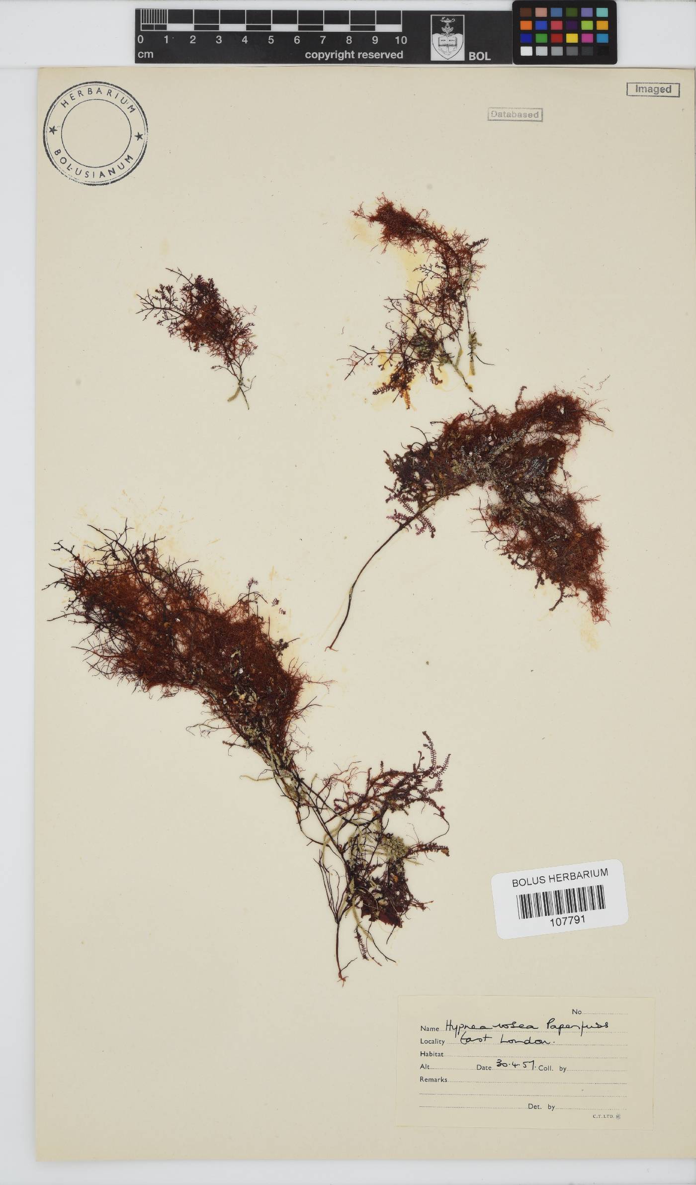 Hypnea rosea image