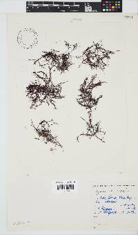 Hypnea rosea image