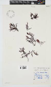 Hypnea rosea image