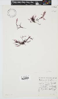Hypnea rosea image