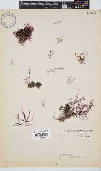Hypnea rosea image