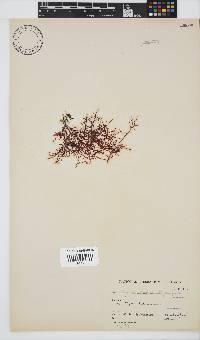 Hypnea rosea image