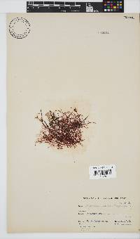 Hypnea rosea image