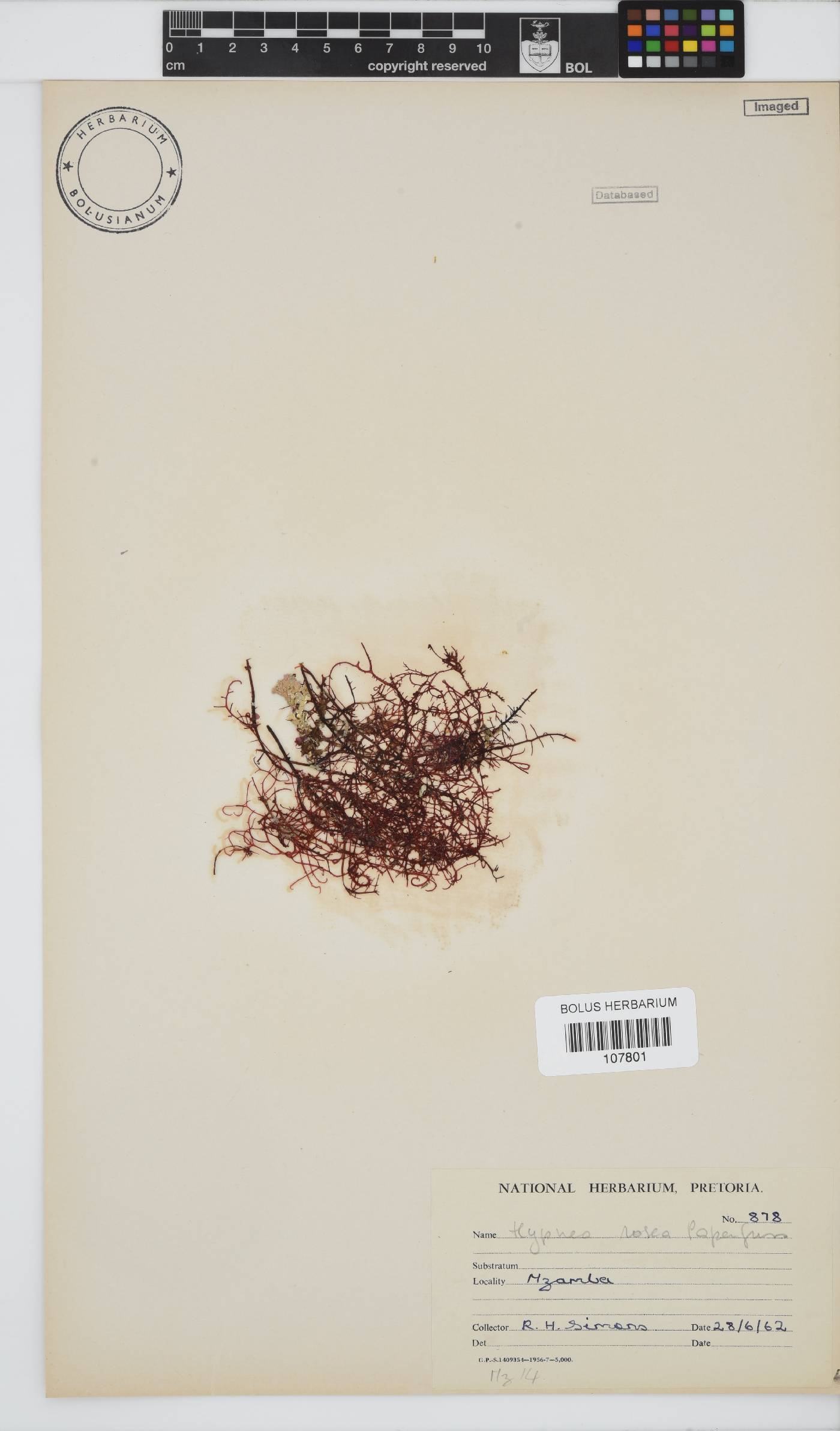 Hypnea rosea image