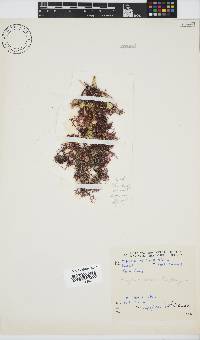 Hypnea rosea image
