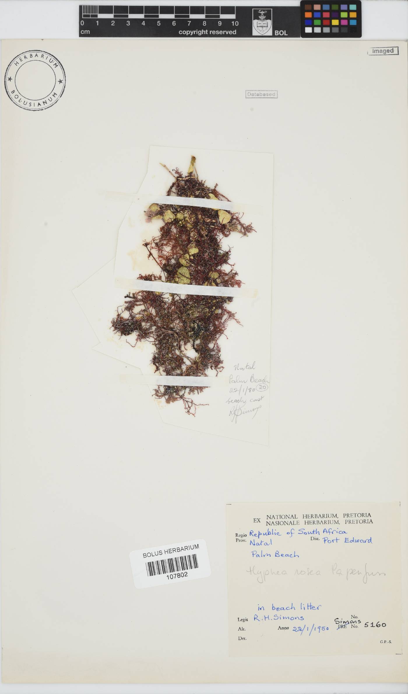 Hypnea rosea image