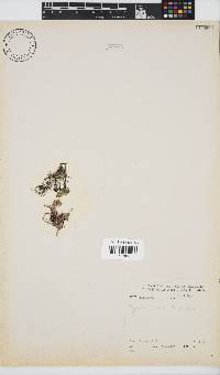 Hypnea rosea image