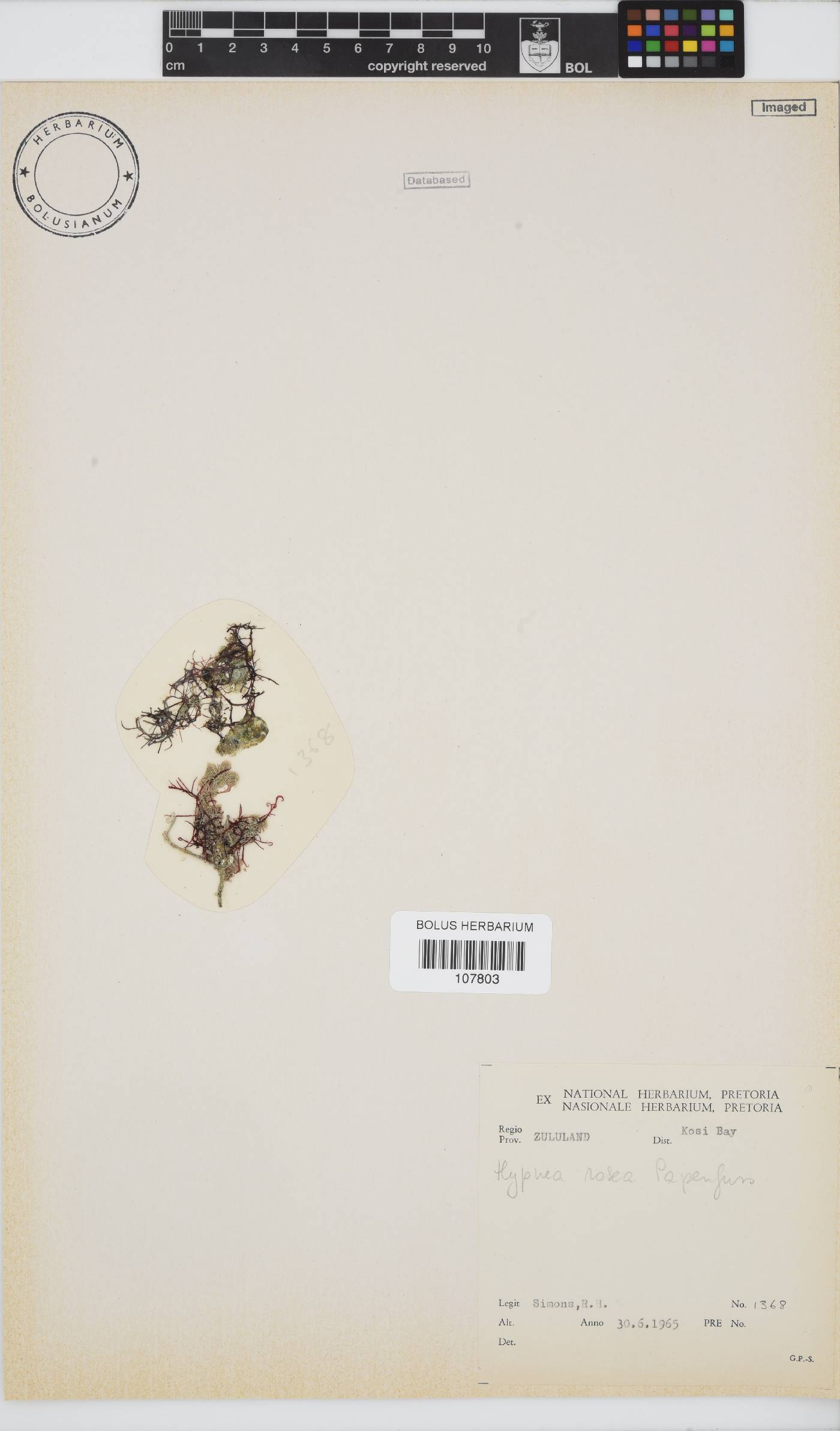 Hypnea rosea image