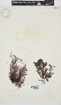 Hypnea rosea image