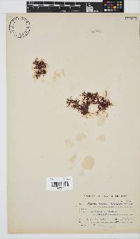 Hypnea rosea image