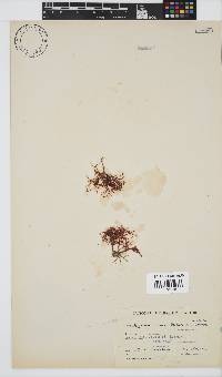 Hypnea rosea image