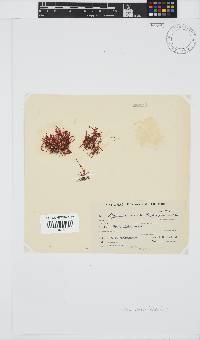 Hypnea rosea image