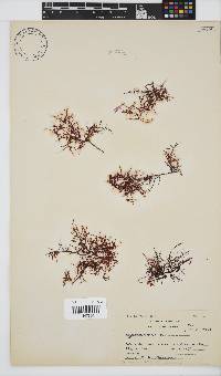 Hypnea rosea image