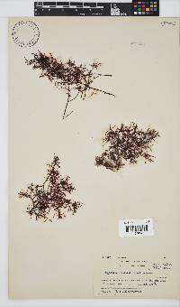 Hypnea rosea image