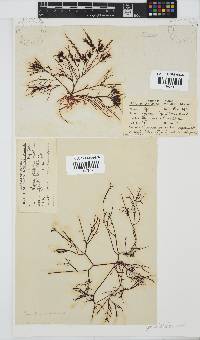 Hypnea spicifera image