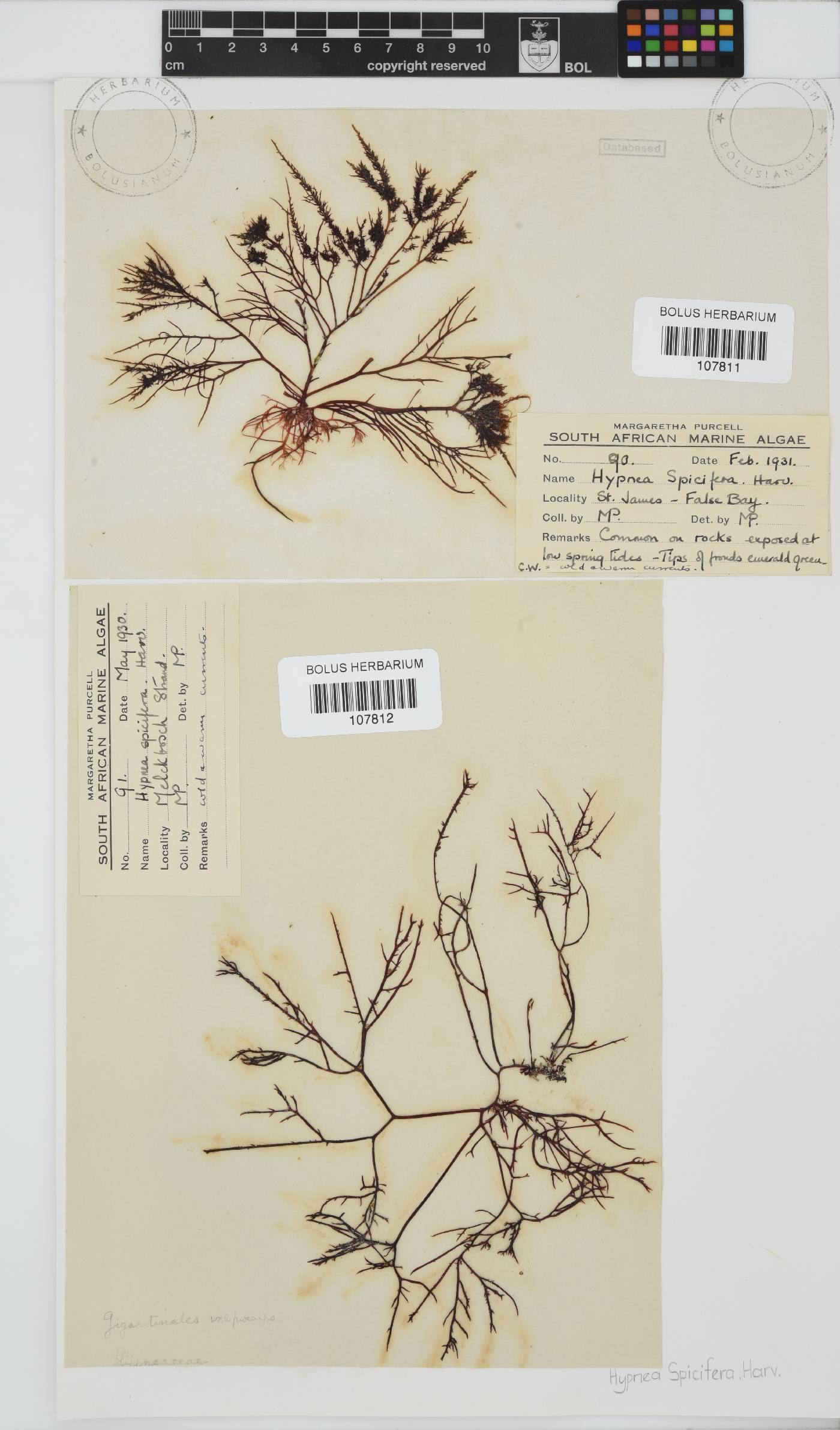 Hypnea spicifera image