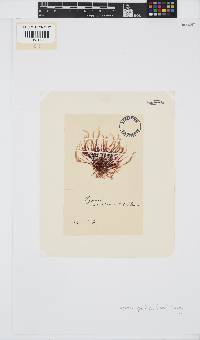 Hypnea spicifera image