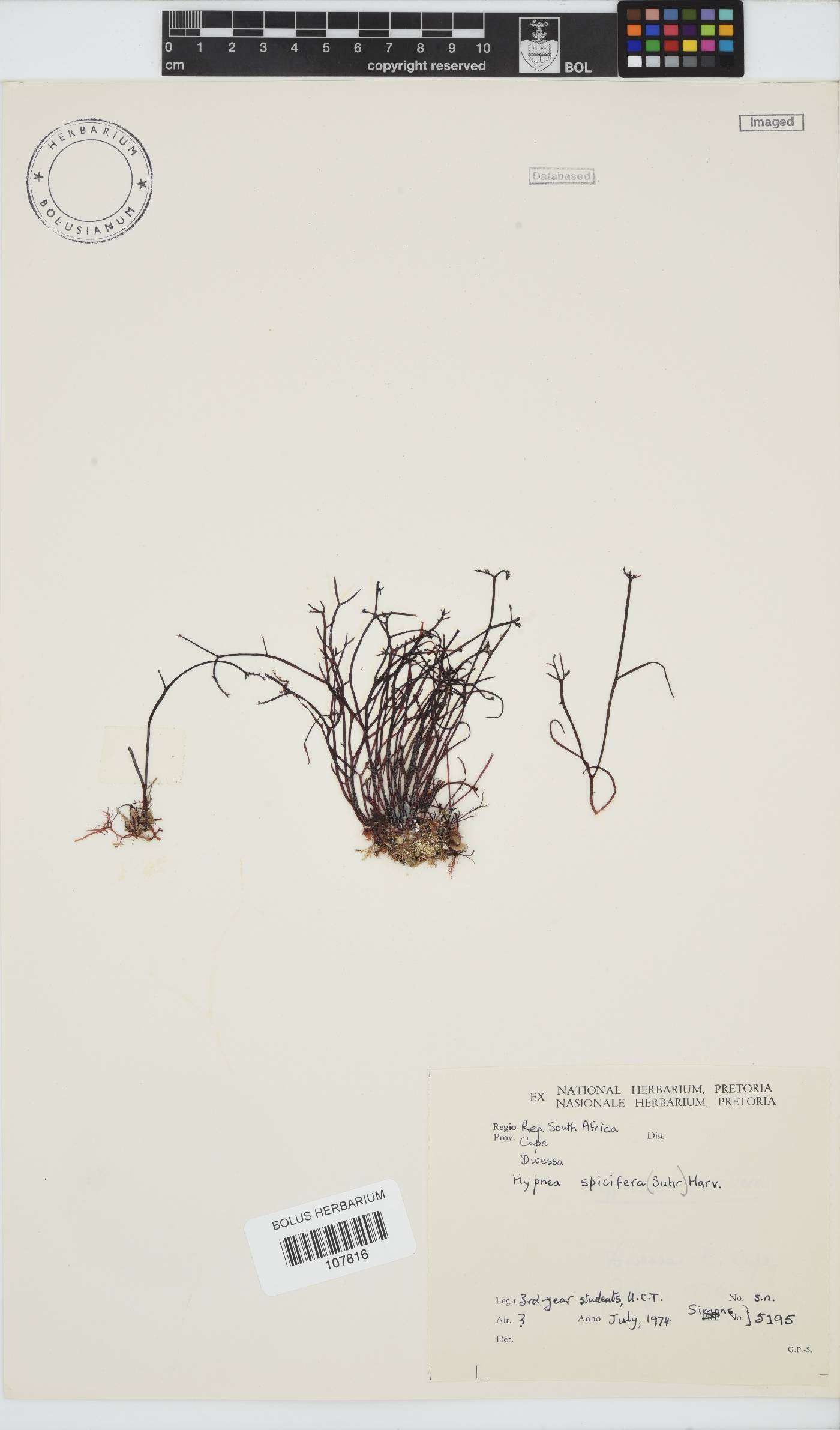 Hypnea image