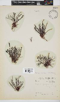 Hypnea spicifera image