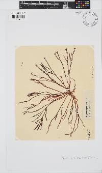 Hypnea spicifera image