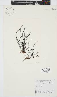Hypnea spicifera image