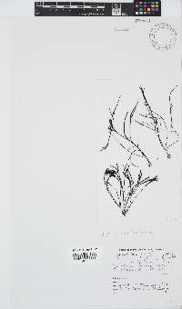Hypnea spicifera image