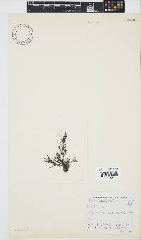 Hypnea spicifera image