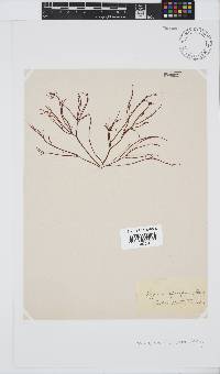 Hypnea spicifera image
