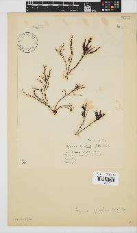 Hypnea spicifera image