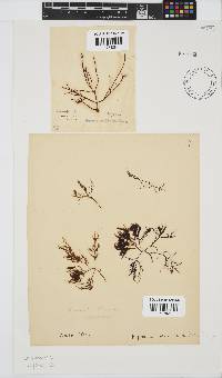 Hypnea spicifera image
