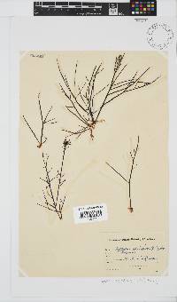 Hypnea spicifera image