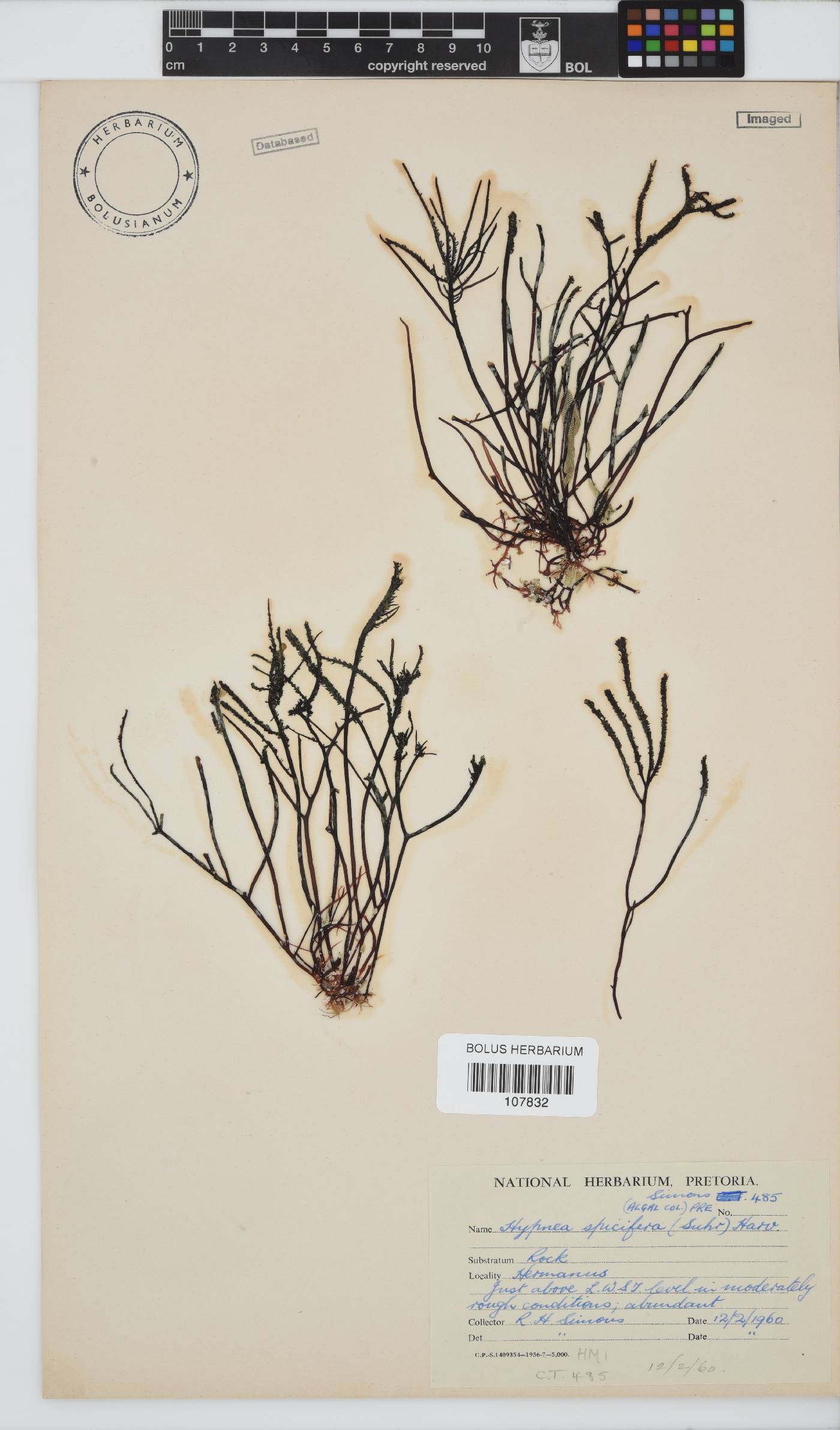Hypnea spicifera image
