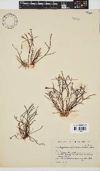 Hypnea spicifera image