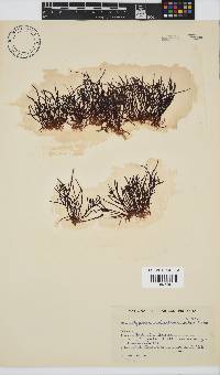 Hypnea spicifera image