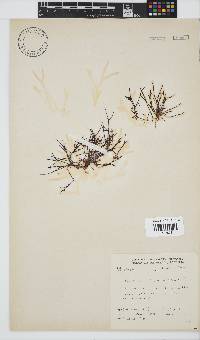 Hypnea spicifera image
