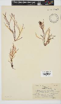 Hypnea spicifera image