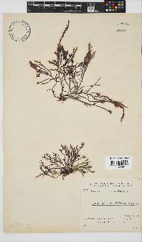 Hypnea spicifera image