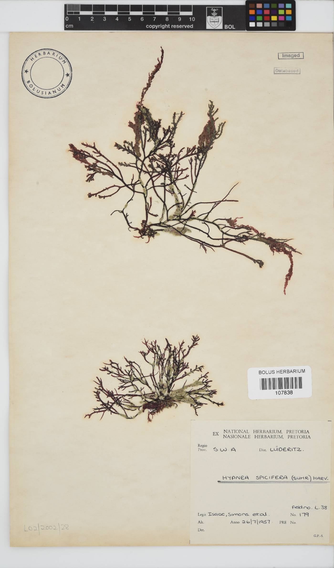 Hypnea image