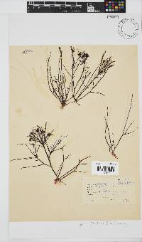 Hypnea spicifera image