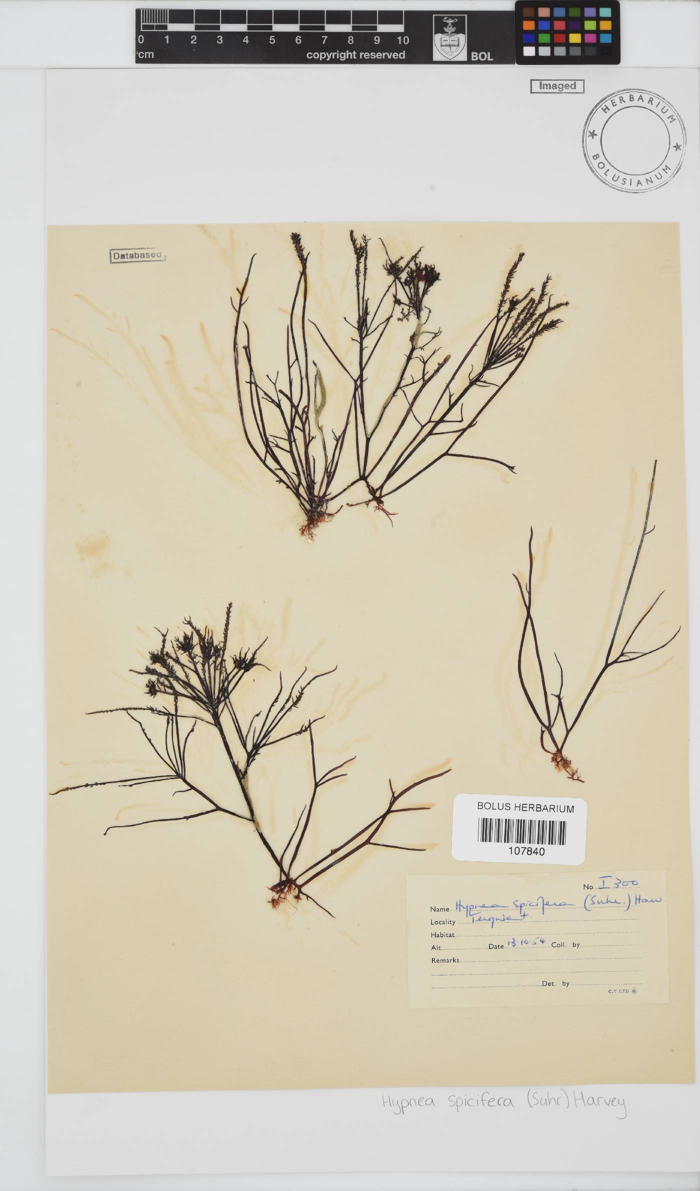 Hypnea spicifera image