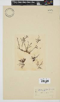 Hypnea spicifera image