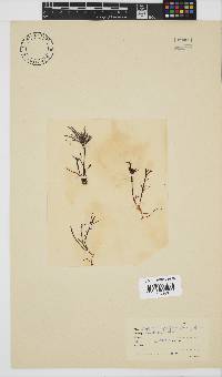 Hypnea spicifera image