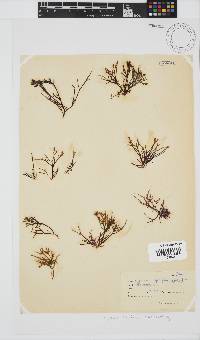 Hypnea spicifera image