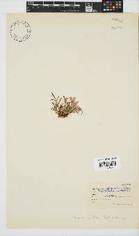Hypnea spicifera image