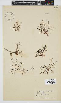 Hypnea spicifera image