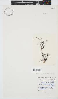 Hypnea spicifera image