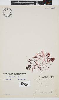 Hypnea spicifera image