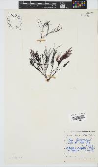 Hypnea spicifera image