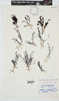 Hypnea spicifera image
